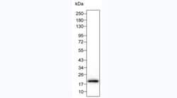 Invitrogen IL-1 beta Monoclonal Antibody (KT217) 100 &mu;L | Buy Online | Invitrogen&trade; | Fisher Scientific