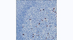 Invitrogen Human IgG3 Monoclonal Antibody (8D9) 100 &mu;g; Unconjugated:Antibodies,