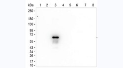 Invitrogen Human IgG3 Monoclonal Antibody (8D9) 100 &mu;g; Unconjugated:Antibodies,