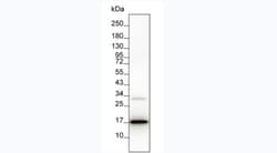 Invitrogen IL-2 Monoclonal Antibody (6D2) 100 &mu;L; Unconjugated:Antibodies,