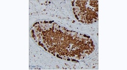Invitrogen HSP90 alpha Monoclonal Antibody (KT206) 100 &mu;L; Unconjugated:Antibodies,