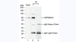 Invitrogen HSP90 alpha Monoclonal Antibody (KT206) 100 &mu;L; Unconjugated:Antibodies,