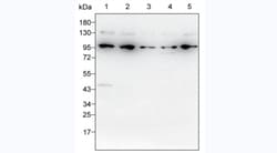 Invitrogen HSP90 alpha Monoclonal Antibody (KT206) 100 &mu;L; Unconjugated:Antibodies,