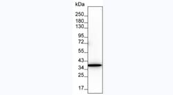 Invitrogen GAPDH Monoclonal Antibody (KT186) 100 &mu;L; Unconjugated:Antibodies,