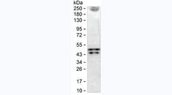 Invitrogen alpha-1 Microglobulin Monoclonal Antibody (KT156) 100 &mu;L | Buy Online | Invitrogen&trade; | Fisher Scientific