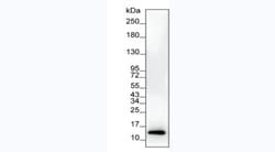 Invitrogen Ferritin Monoclonal Antibody (KT148) 100 &mu;g; Unconjugated:Antibodies,