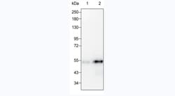Invitrogen GATA3 Monoclonal Antibody (KT123) 100 &mu;L | Buy Online | Invitrogen&trade; | Fisher Scientific
