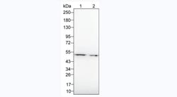 Invitrogen GATA3 Monoclonal Antibody (KT63) 100 &mu;L; Unconjugated:Antibodies,