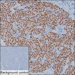 Invitrogen GATA3 Monoclonal Antibody (KT77) 100 &mu;g; Unconjugated:Antibodies,