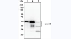 Invitrogen GATA3 Monoclonal Antibody (KT77) 100 &mu;g; Unconjugated:Antibodies,