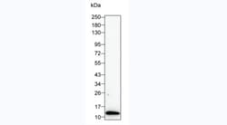 IL-8 (CXCL8) Monoclonal Antibody (KT215), Invitrogen 100 &mu;g; Unconjugated:Antibodies,