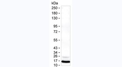 Invitrogen MCP-1 Monoclonal Antibody (KT221) 100 &mu;g; Unconjugated:Antibodies,