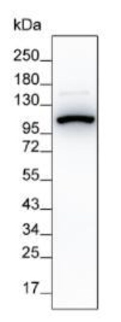 Invitrogen Villin Monoclonal Antibody (16A4) 100 &mu;L | Buy Online | Invitrogen&trade; | Fisher Scientific