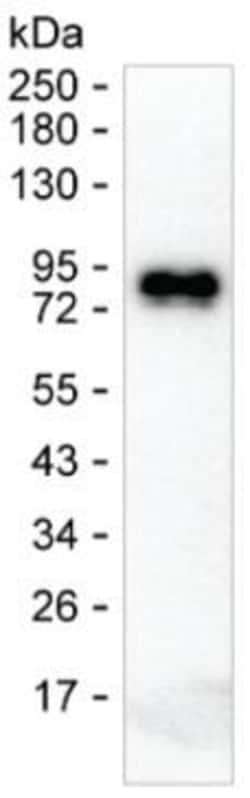 Invitrogen Human IgE Monoclonal Antibody (1B4) 100 &mu;g; Unconjugated:Antibodies,