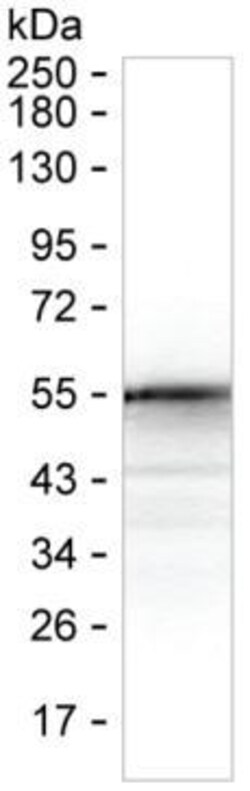 Invitrogen SARS-CoV-2 Nucleocapsid Monoclonal Antibody (13A2) 100 &mu;g;