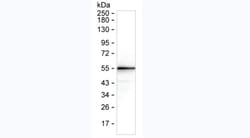 Invitrogen SARS-CoV-2 Nucleocapsid Monoclonal Antibody (7E2) 100 &mu;L;