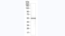 Invitrogen SARS-CoV-2 Nucleocapsid Monoclonal Antibody (7A8) 100 &mu;g;