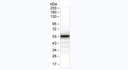 Invitrogen SARS-CoV-2 Nucleocapsid Monoclonal Antibody (6G1) 100 &mu;g;