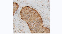 TUBA4A Monoclonal Antibody (KT204), Invitrogen 100 &mu;g; Unconjugated:Antibodies,