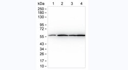 TUBA4A Monoclonal Antibody (KT204), Invitrogen 100 &mu;g; Unconjugated:Antibodies,
