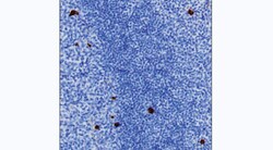 Invitrogen Human IgG4 Monoclonal Antibody (14H8) 100 &mu;g; Unconjugated:Antibodies,