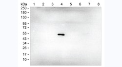 Invitrogen Human IgG4 Monoclonal Antibody (14H8) 100 &mu;g; Unconjugated:Antibodies,