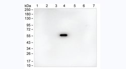 Invitrogen Human IgG4 Monoclonal Antibody (KT209) 100 &mu;g; Unconjugated:Antibodies,