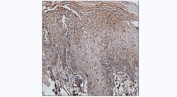 Invitrogen beta Actin Monoclonal Antibody (KT188) 100 &mu;g; Unconjugated:Antibodies,