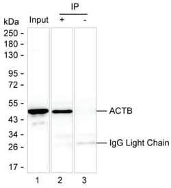 Invitrogen beta Actin Monoclonal Antibody (KT188) 100 &mu;g; Unconjugated:Antibodies,