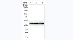 Invitrogen beta Actin Monoclonal Antibody (KT188) 100 &mu;g; Unconjugated:Antibodies,