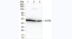 Invitrogen beta Actin Monoclonal Antibody (KT185) 100 &mu;L; Unconjugated:Antibodies,
