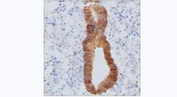 Invitrogen CMTM6 Monoclonal Antibody (RCT62) 100 &mu;g; Unconjugated:Antibodies,