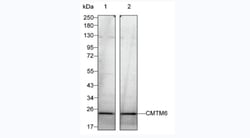 Invitrogen CMTM6 Monoclonal Antibody (RCT62) 100 &mu;g; Unconjugated:Antibodies,