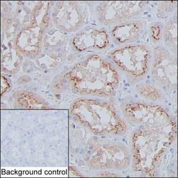 Invitrogen Cystatin C Monoclonal Antibody (KT145) 100 &mu;g; Unconjugated:Antibodies,
