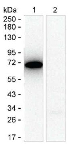 Invitrogen AFP Monoclonal Antibody (KT196) 100 &mu;g; Unconjugated:Antibodies,