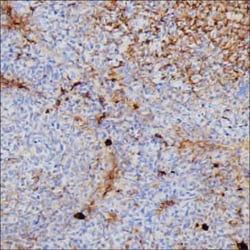Invitrogen Human IgG3 Monoclonal Antibody (KT133) 100 &mu;g; Unconjugated:Antibodies,