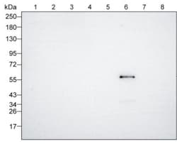 Invitrogen Human IgG3 Monoclonal Antibody (KT133) 100 &mu;g; Unconjugated:Antibodies,