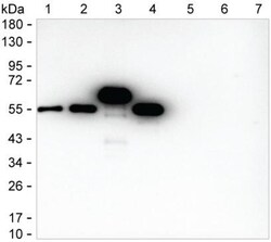 Invitrogen Human IgG Monoclonal Antibody (KT131) 100 &mu;g; Unconjugated:Antibodies,