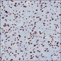 Invitrogen H3K9ac Monoclonal Antibody (KT163) 100 &mu;L | Buy Online | Invitrogen&trade; | Fisher Scientific