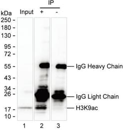 Invitrogen H3K9ac Monoclonal Antibody (KT163) 100 &mu;L | Buy Online | Invitrogen&trade; | Fisher Scientific