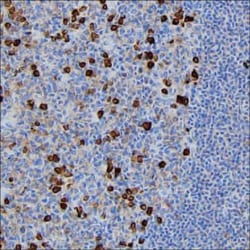 Invitrogen J Chain Monoclonal Antibody (KT109) 100 &mu;g; Unconjugated:Antibodies,