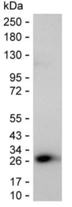 Invitrogen J Chain Monoclonal Antibody (KT109) 100 &mu;g; Unconjugated:Antibodies,