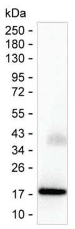 Invitrogen Interferon alpha-2 Monoclonal Antibody (KT107) 100 &mu;L; Unconjugated:Antibodies,
