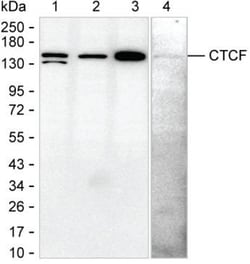 Invitrogen CTCF Monoclonal Antibody (KT71) 100 &mu;L; Unconjugated:Antibodies,