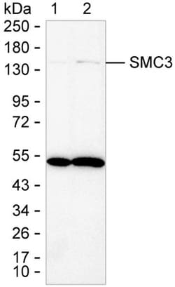 Invitrogen SMC3 Monoclonal Antibody (KT75) 100 &mu;g; Unconjugated:Antibodies,
