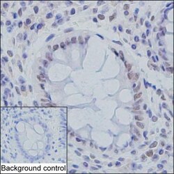 Invitrogen SMC3 Monoclonal Antibody (KT75) 100 &mu;g; Unconjugated:Antibodies,