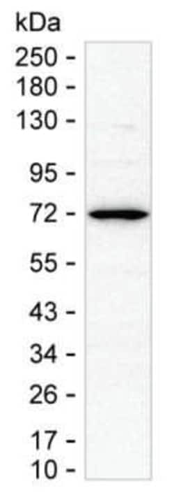Invitrogen CTCFL Monoclonal Antibody (KT72) 100 &mu;g; Unconjugated:Antibodies,