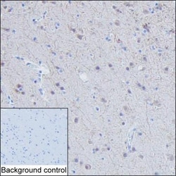 Invitrogen RAB11B Monoclonal Antibody (KT80) 100 &mu;L | Buy Online | Invitrogen&trade; | Fisher Scientific