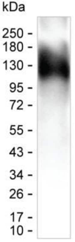 Invitrogen TEV Tag Monoclonal Antibody (KT88) 100 &mu;L | Buy Online | Invitrogen&trade; | Fisher Scientific