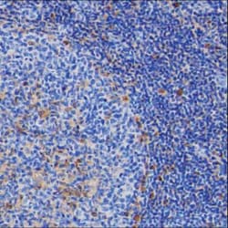Invitrogen Human IgG Monoclonal Antibody (3F3) 100 &mu;g; Unconjugated:Antibodies,